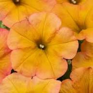 Yellow Orange Petunia Flower Light Fresh Planting Bright Petunias Flower Seeds Home Garden Seeds for Planting Heirloom