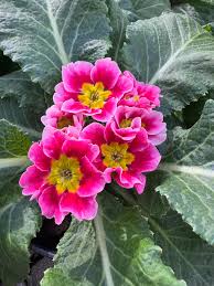 Pink Primrose Flower Seeds Heirloom - Heirloom Non GMO Premium Garden Seeds for Planting, High Germination Outdoor Plant