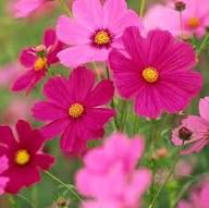 Cosmos Flower Seeds