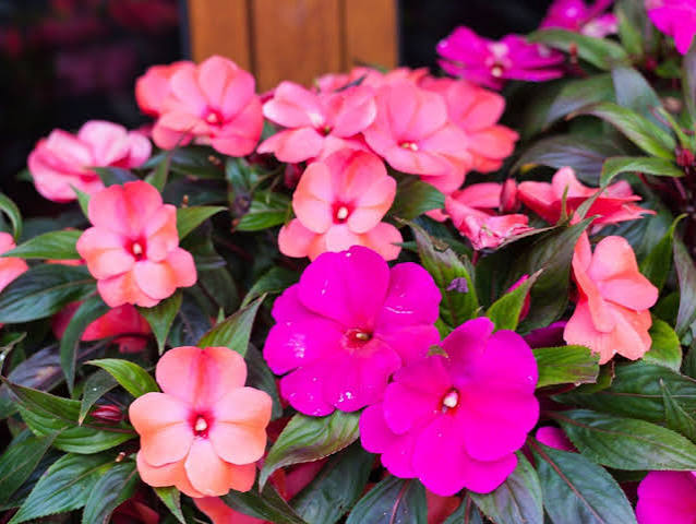 Guinea Flower