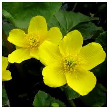 Caltha Flower Seeds for Colorful Landscape - Heirloom Non GMO Premium Flower Seeds for Home Garden Planting