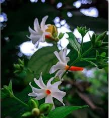 White Piece Harsingar Flower Seeds