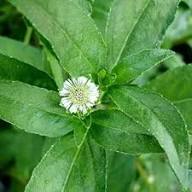 White Bhringraj Flower Flower Seeds - Heirloom Non GMO High Germination Organic Garden Planting Seeds