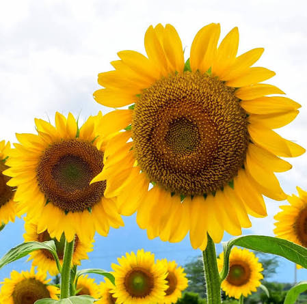 Sunflower Flower Seeds