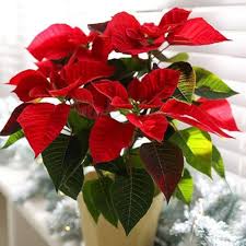 Red Dark Poinsettia Flower Seeds