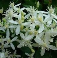 White Clematis ligusticifolia Flower Seeds Easy Grow Blossoms for Pots and Patio Gardens Seeds for Planting Heirloom Non