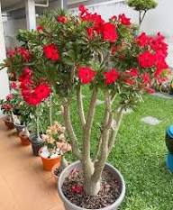 Red Adenium Flower Seeds Rare Blooming Plants Balcony and Patio Gardening Colorful Seeds for Planting Heirloom Non-GMO H