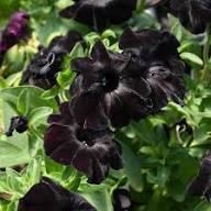 Black Black Petunia Flower Fresh Planting Petunias Flower Seeds Home Garden Planting Seeds for Planting Heirloom