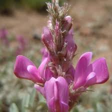 Hedysarum boreale Flower