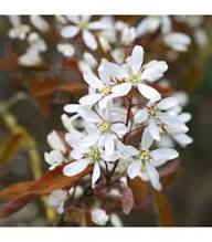 White Amelanchier Flower Seeds