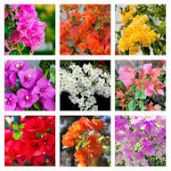White Bougainvillea Flower Seeds - Heirloom, Non-GMO, High Germination Flower Seeds for Planting