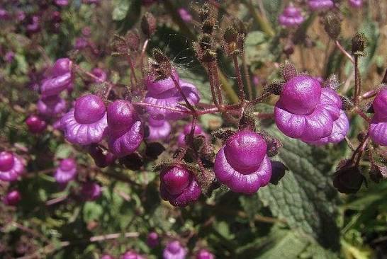 Purple Calceolaria Flower