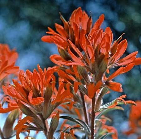 Castilleja Flower Seeds
