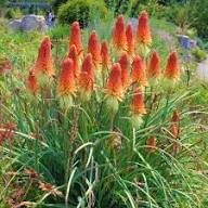 Red Kniphia Flower Seeds