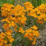Yellow Erysimum Flower Seeds Rare Blooming Plants Seeds for Planting High Germination Organic Garden Seeds - Heirloom No