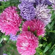 Aster Mixed Flower Flower Seeds - Heirloom Non GMO High Germination Organic Garden Planting Seeds