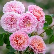 Pink Austin Rose Flower Seeds