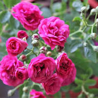 Pink Miniature Rose Plant Light Fresh Planting Small Rose Bushes Flower Seeds for Planting Heirloom Non-GMO High