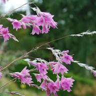 Pink Dierama Flower for Planting Heirloom Non-GMO High Germination Organic Garden for Colorful Landscapes Seeds - Heir