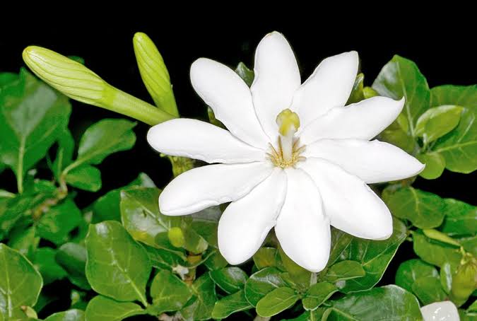 White Gardenia Thunbergia Flower Seeds - Heirloom Non GMO High Germination Garden Seeds