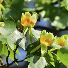 Green Liriodendron tulipifera Tree
