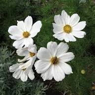 White Coulteri Flower Seeds - Heirloom Non GMO High Germination Flower Seeds for Home Garden Planting