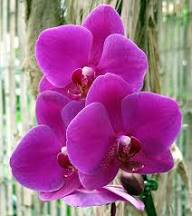 Purple Phalaenopsis Orchid Flower Seeds