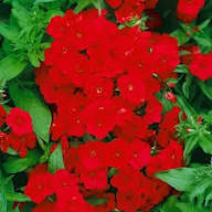 Red Fresh Phlox Flower Seeds - Heirloom Non GMO High Germination Organic Garden Seeds for