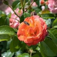 Orange Floribunda Flower Seeds