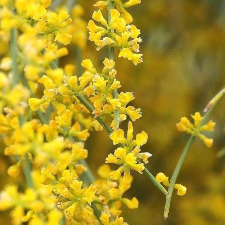 Yellow Retama Flower Seeds