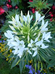 White Cleome Flower Seeds Exotic Flowering Plants Colorful Backyard Beauty Seeds for Planting - Heirloom Non GMO High Ge