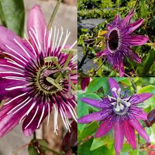 Violet Passiflora Flower