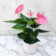 Pink Anthurium Flower Seeds – Premium Seeds for Planting, Organic Garden Seeds