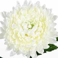 White Chrysanthemum Flowers Seed f