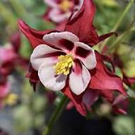 Red Giant Aquilegia Flower Seeds