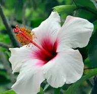 White Roselle Hibiscus Flower Flower Seeds - Heirloom Non GMO High Germination Organic Garden Planting Seeds