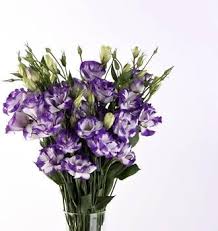 Violet Lisianthus Flower Seeds