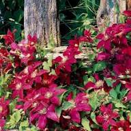 Red Clematis Flower Seeds
