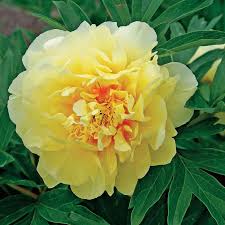 Bartzella Flower Seeds