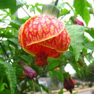 Orange Abutilon Striatum Flower Seeds Heirloom Non GMO High Germination Organic Garden Seeds Seeds for Planting - Heirlo