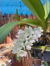 Phalaenopsis Orchids Flower Seeds Heirloom Non GMO for - Heirloom Non GMO High Germination Organic Flower Seeds