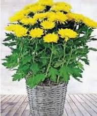 Yellow Chrysanthemum Flower Seeds Rare Blooming Plants Balcony and Patio Gardening Colorful Seeds for Planting - Heirloo
