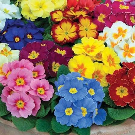 Mixed Rose Primula Flower Seeds
