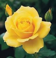 Yellow Rose Flower Flower Seeds - Heirloom Non GMO High Germination Organic Garden Planting Seeds