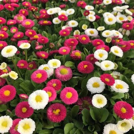 Daisy Flowers sees