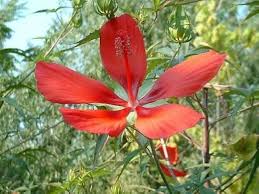 RED HIBISCUS COCCINEUS Flower Seeds