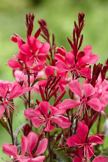 Red Gaura Flower Seeds – Premium Floral Seeds for Decorative Home Landscaping, Heirloom, Non-GMO, High Germination