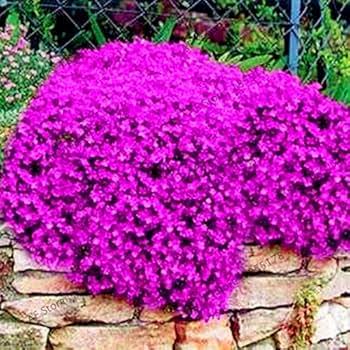 Mixed Cress Flower Seeds