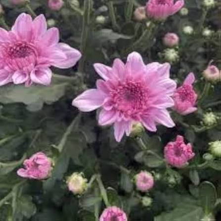 Pink Chrysanthemum Flower Seeds