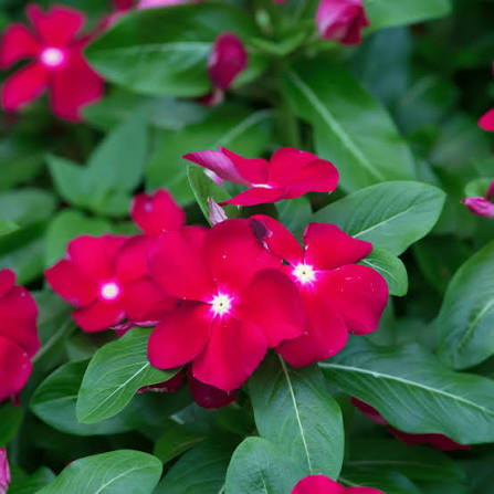 Red Hemlock Flower Seeds